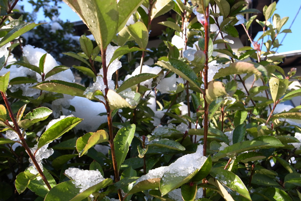 雪が積もった(もとい、降った）朝_c0155474_23465768.jpg