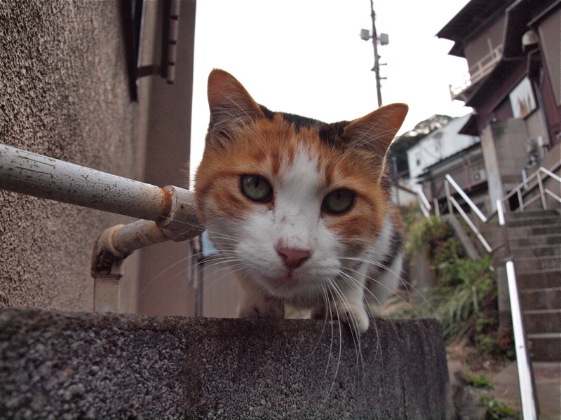 雪でした〜今日はにゃんの日？_c0129381_1157866.jpg