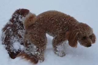 2010年2月2日 小樽に行く途中を想い出した_b0098584_14212342.jpg