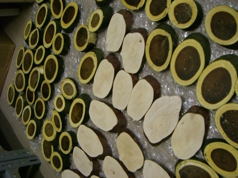 擬態?_a0045293_1635678.jpg