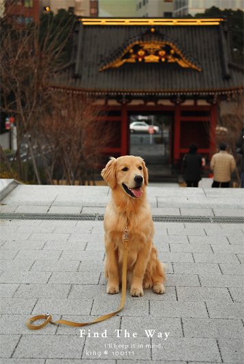 【犬的散歩日和】東京・芝 増上寺と芝公園 2/2 〜 旧台徳院霊廟惣門_f0054594_5244325.jpg