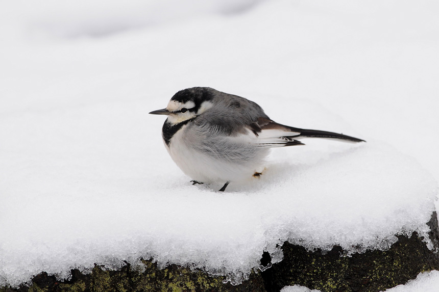 野鳥に魅せられて