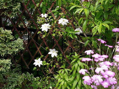 a0123003_20384466.jpg
