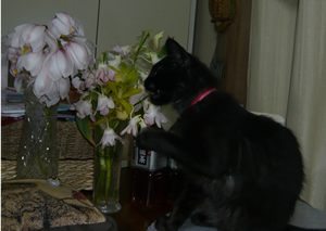 d0019913_0204370.jpg