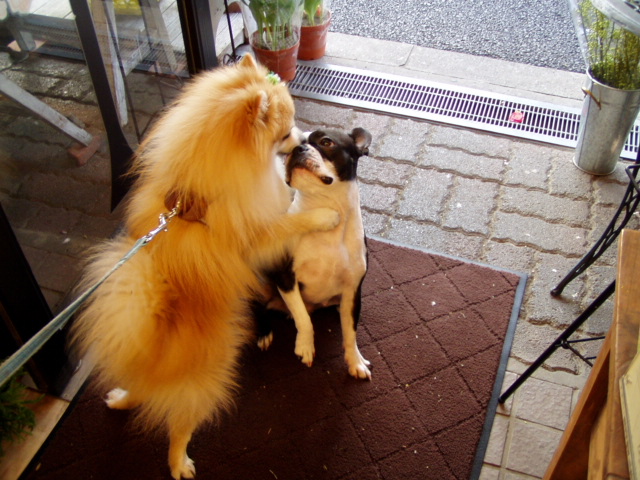 花ちゃんとリッキー♪_e0138323_1310158.jpg