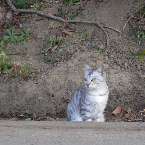 水元公園で見た猫その3_e0089232_2140288.jpg