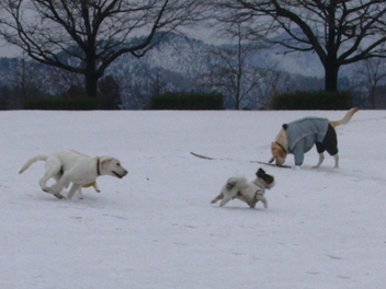 雪＊雪＊雪_f0032332_2395266.jpg