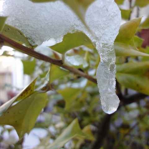 雪が溶けて_b0035639_66769.jpg