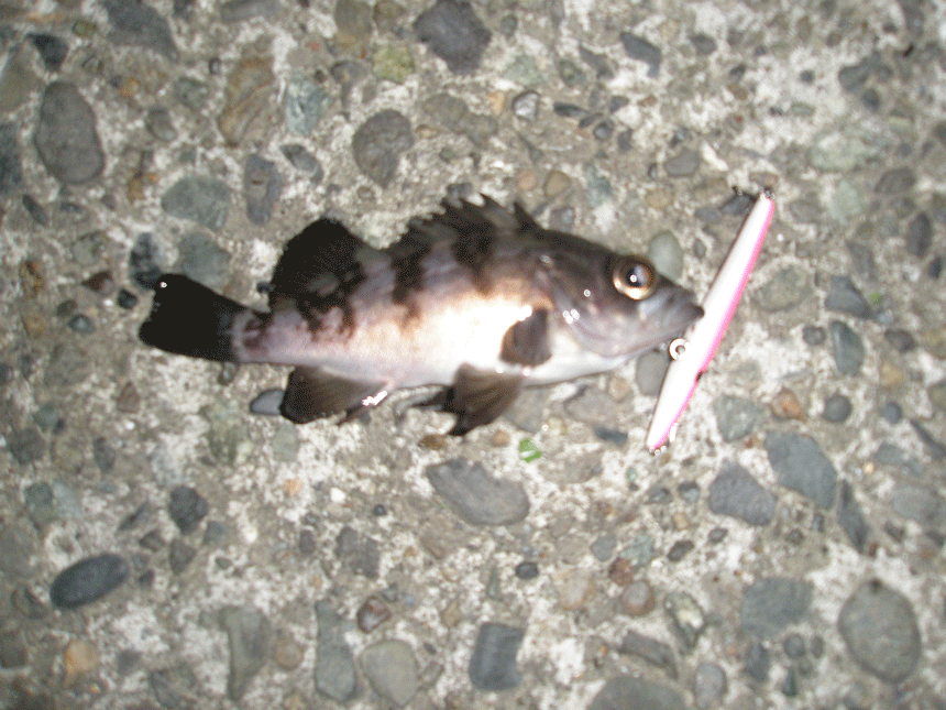 f0150151_23235053.gif