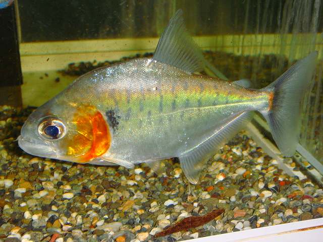 ピラニア ノタータス 5匹まとめて【値段交渉可】