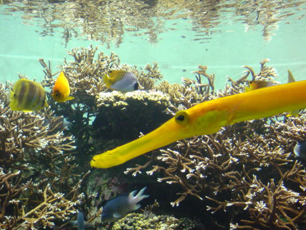 葛西臨海水族園　その1_e0153367_1724356.jpg