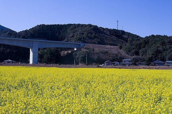 天草市有明町楠、２００万本菜の花咲く_d0102968_11424660.jpg