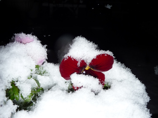 雪の中のパンジーの花　その２_d0042474_10313990.jpg