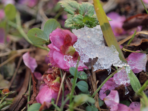 地面を飾る梅の花_a0161380_2331413.jpg