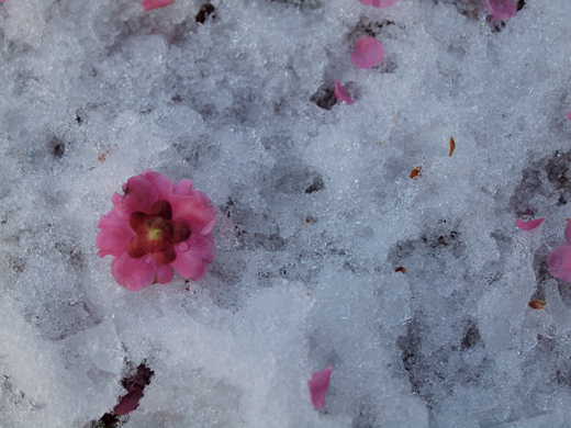 地面を飾る梅の花_a0161380_240557.jpg