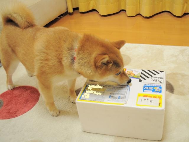 北国からのお届け物_a0126590_2344112.jpg