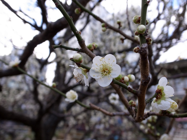 梅の花咲く立春_a0000800_2395791.jpg