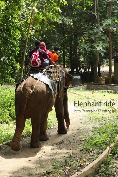 Elephant ride !_a0095106_15424982.jpg