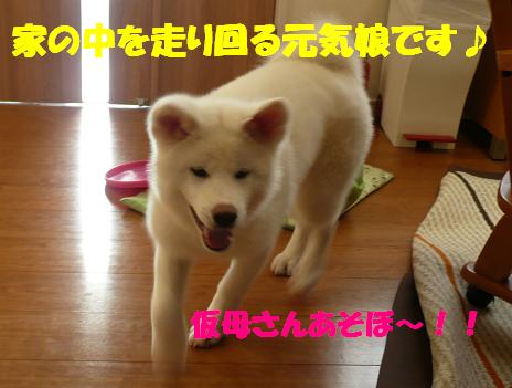 沙羅ちゃん、すくすく成長中です♪_f0121712_10375175.jpg
