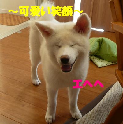 沙羅ちゃん、すくすく成長中です♪_f0121712_1038029.jpg