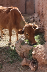 c0209213_8574698.jpg