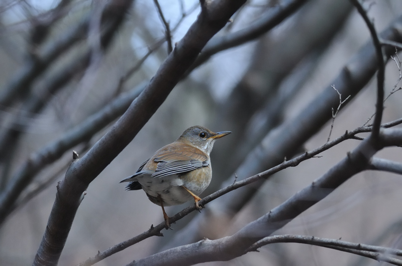 公園で小鳥と遊ぶ　２_e0149914_792739.jpg