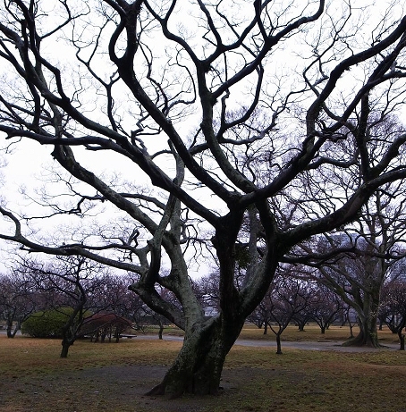 気になるケヤキ_c0184620_11302032.jpg