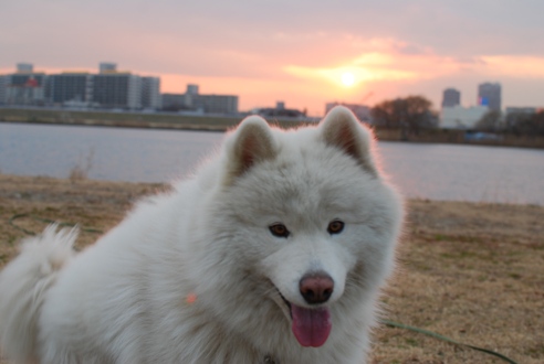 シャンプー前_c0099133_5422146.jpg