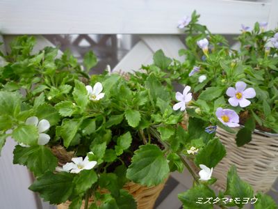 c0193639_10155775.jpg