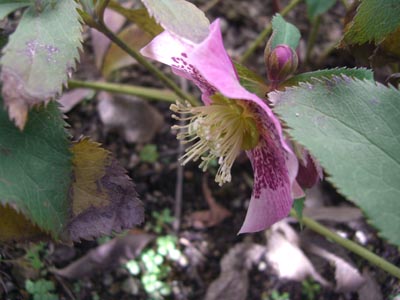 e0110940_22935.jpg