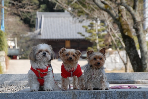 西林寺・浄土寺・繁多寺_d0033551_1016619.jpg