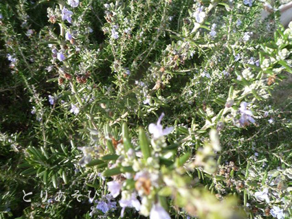 e0147757_201995.jpg