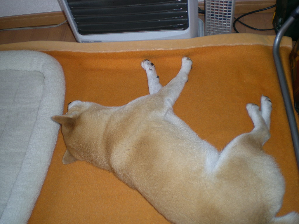 2010年2月4日(木)喧嘩したり仲良くなったり!_f0060461_1432954.jpg