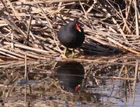 白鷺公園ー府大ーニサンザイ古墳　ミコアイサ・ゴイサギ・バン_d0097373_222826.jpg