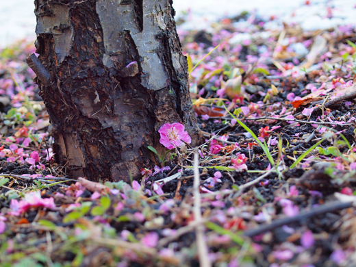 地面を飾る梅の花~2~_a0161380_1039895.jpg