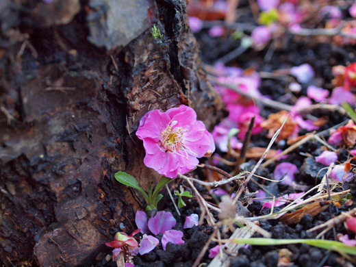 地面を飾る梅の花～2～_a0161380_1041175.jpg