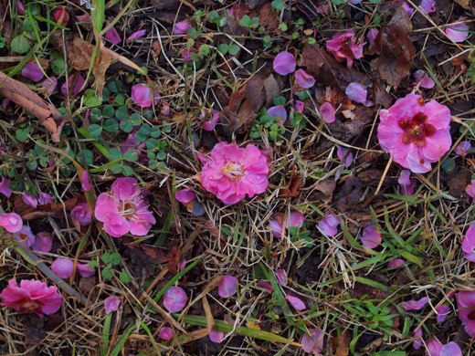 地面を飾る梅の花~2~_a0161380_1148379.jpg
