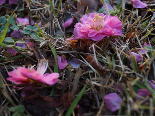 地面を飾る梅の花~2~_a0161380_11493980.jpg