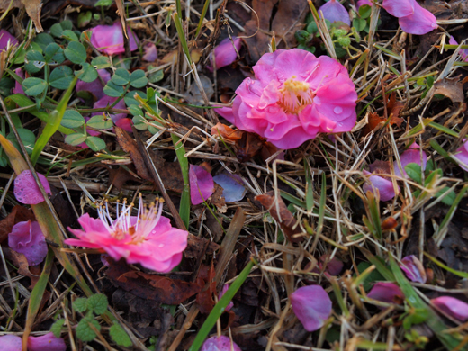 地面を飾る梅の花~2~_a0161380_11502680.jpg