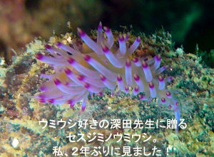 元気いっぱい3ダイブ!_f0144385_20252335.jpg