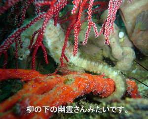 元気いっぱい3ダイブ!_f0144385_20283670.jpg