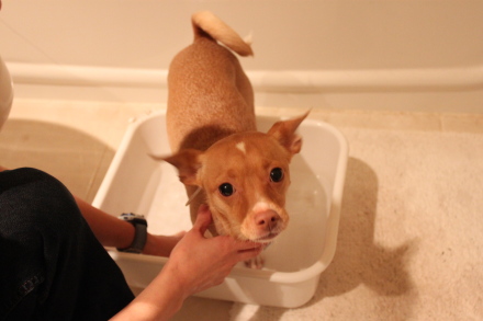雑種犬エルとミニチワの「自分で入る洗い桶の巻」_d0129786_8325336.jpg