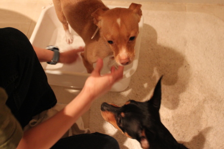 雑種犬エルとミニチワの「自分で入る洗い桶の巻」_d0129786_837161.jpg
