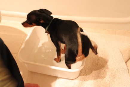 雑種犬エルとミニチワの「自分で入る洗い桶の巻」_d0129786_8572893.jpg