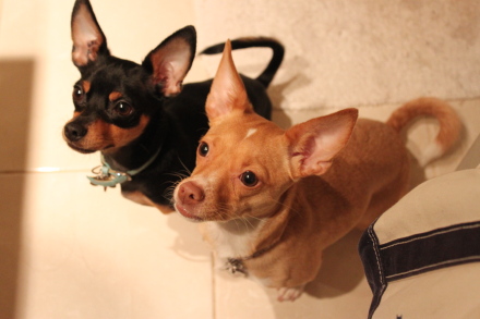 雑種犬エルとミニチワの「自分で入る洗い桶の巻」_d0129786_9372745.jpg