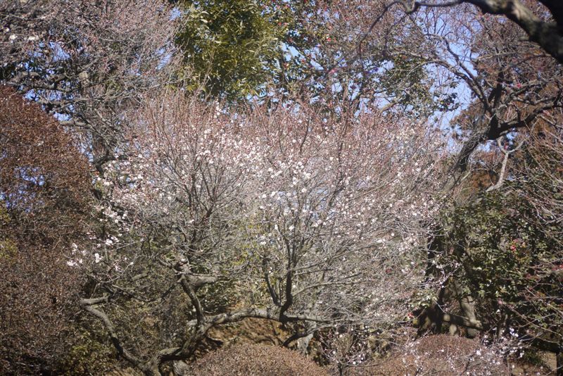 水戸偕楽園_b0175688_2345671.jpg