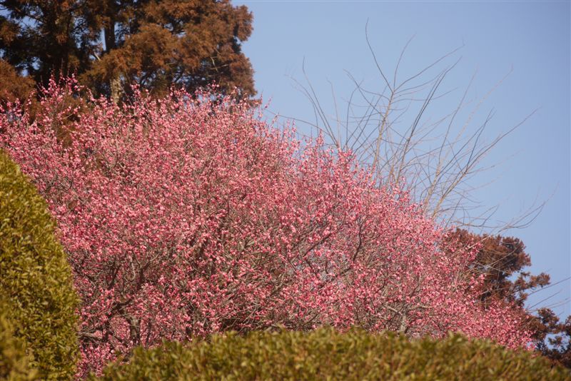 水戸偕楽園_b0175688_2351676.jpg