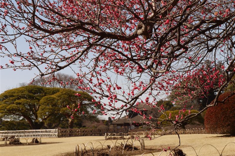 水戸偕楽園_b0175688_238827.jpg