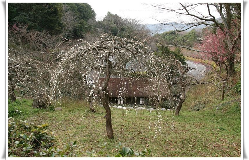 梅林（南レク松軒山公園）_a0057905_21175428.jpg