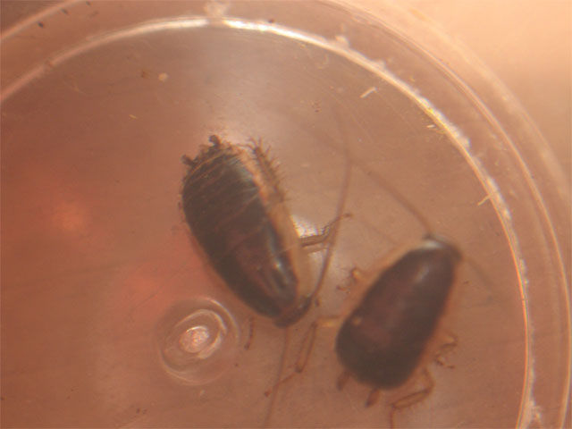 米粒大の黒光 昆虫ブログ むし探検広場